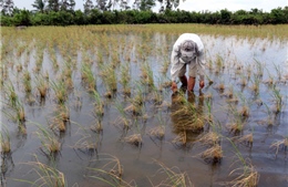 Nâng cao giá trị cây lúa Cà Mau